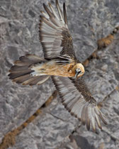 Bartgeier (Gypaetus barbatus), Gemmipass (Leukerbad) VS
