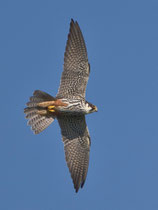 Baumfalke (Falco subbuteo), Stille Reuss, Rottenschwil