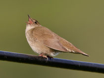 Schlagschwirl (Locustella fluviatilis), Schinznach