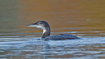 Eistaucher (Gavia immer), Sisseln