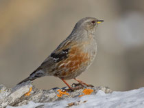 Alpenbraunelle (Prunella collaris), Gemmi (Leukerbad) VS
