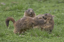 Alpenmurmeltier (Marmota), Melchsee-Frutt OW