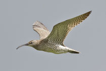 Regenbrachvogel (Numenius phaeopus), Husavik, Island