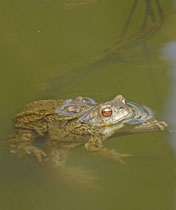 Erdkröte (Bufo bufo), Bözberg Schwarzmatt