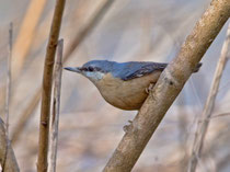 Kleiber (Sitta europaea), Klingnauer Stausee