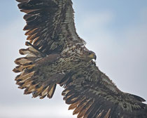 Seeadler (Haliaeetus albicella), Hortobagy, Ungarn