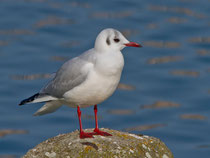 Lachmöwe (Chroicocephalus ridibundus) Schlichtkleid, Klingnauer Stausee