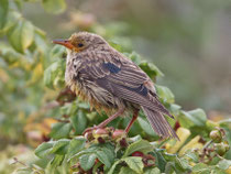 Rosenstar (Pastor roseus), Jungvogel, Helgoland 