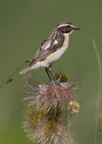 Braunkehlchen (Saxicola rubetra), Nufenenpass VS