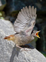 Hausrotschwanz (Phoenicurus ochruros), Jungvogel bettelt um Futter, Intragna TI