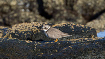 Sandregenpfeifer (Charadrius hiaticula), Fuerteventura