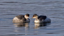 Schwarzhalstaucher (Podiceps nigricollis), Greifensee