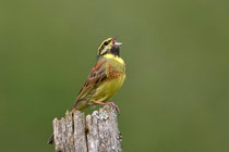 Zaunammer (Emberiza cirlus), Schinznach