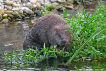 Biber (Castor fiber), Klingnauer Stausee