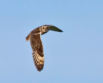 Sumpfohreule (Asio flammeus), Pasvik, Norwegen