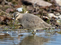 Knutt (Calidris canutus), Jona
