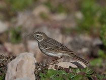 Kanarenpieper (Anthus berthelotii), Fuerteventura, Spanien