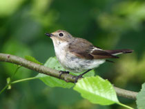 Trauerschnäpper (Ficedula hypoleuca) junges Männchen, Villnachern (brütete 2012 in unserem Garten)