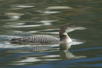 Eistaucher (Gavia immer), Fussach /Rheindelta