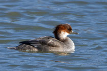 Zwergsäger W (Mergellus albellus), Klingnauer Stausee