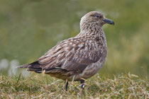Skua (Stercorarius skua), Shetland GB