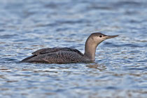 Sterntaucher (Gavia stellata), Möhlin