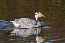 Streifengans (Anser indicus), Klingnauer Stausee