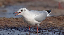 Lachmöwe (Chroicocephalus ridibundus), Prerow, Mecklenburg-Vorpommern