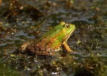 Wasserfrosch (Gattung Pelophyla), Brugg