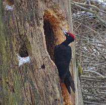 Schwarzspecht (Dryocopus martius), Umiker Schachen