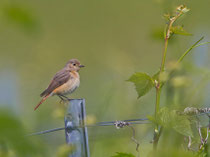 Gartenrotschwanz W (Phoenicurus phoenicurus), Weil am Rhein D