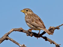 Grauammer (Emberiza calandra), Belen, Extremadura