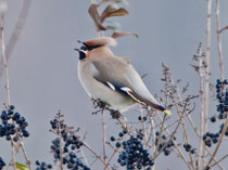 Seidenschwanz (Bombycilla garrulus), Bözberg