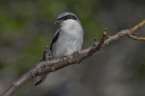 Raubwürger (Lanius excubitor), Fuerteventura, Spanien