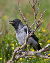 Nebelkrähe (Corvus Cornix), Jungvogel, Vadso/Varanger, Norwegen