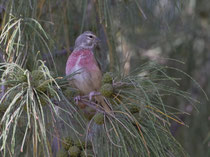 Bluthänfling (Carduelis cannabina) M, Fuerteventura