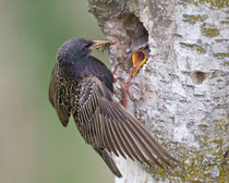 Star (Sturnus vulgaris), Wauwilermoos (Brutplatz bei Beobachtungsturm)