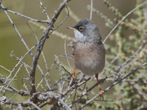 Brillengrasmücke (Sylvia conspicillata), Fuerteventura, Spanien