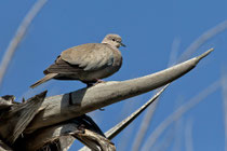 Türkentaube (Streptopelia decaocto), Fuerteventura