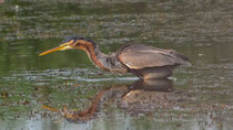 Purpurreiher (Ardea purpurea), Chavornay VD