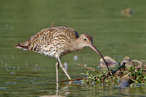 Grosser Brachvogel (Numenius arquata), Klingnauer Stausee