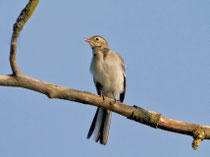 Bachstelze (Motacilla alba), Jungvogel, Limmatspitz