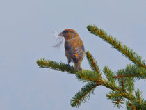 Fichtenkreuzschnabel (Loxia curvirostra), Gurnigel BE