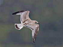 Schwarzkopfmöwe (Larus melanocephales), JK, Klingnauer Stausee