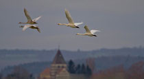 Singschwan-Familie vor der Kirche St. Georg auf der Insel Reichenau (Bodensee)