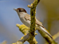 Mönchsgrasmücke M (Sylvia atricapilla), Klingnauer Stausee