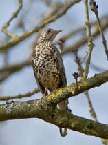 Misteldrossel (Turdus viscivorus), Flachsee