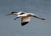 Säbelschnäbler (Recurvirostra avosetta), Ria Formosa, Portugal