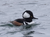 Kappensäger (Lophodytes cucullatus) M, Zweidlen ZH