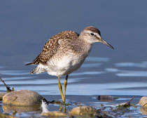 Bruchwasserläufer (Tringa glareola), Jona
